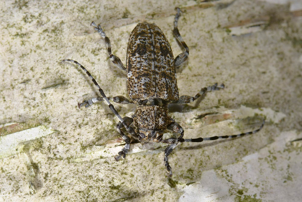 Aegomorphus clavipes